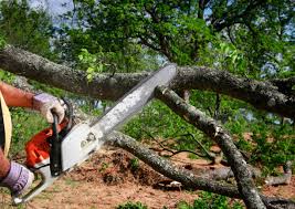 Why Choose Our Tree Removal Services in Dunean, SC?