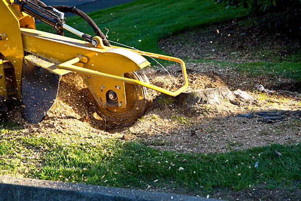 Landscape Design and Installation in Dunean, SC